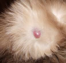 Рак молочной железы у кошек - Ветеринарный Центр «Прайд»