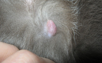 У кормящей кошки опухла одна молочная железа - причины и лечение патологии