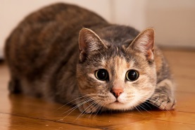 Стригущий лишай у кошек – как распознать и вылечить?