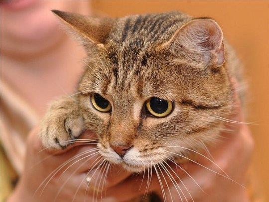 Хроническая почечная недостаточность (ХПН) у кошек