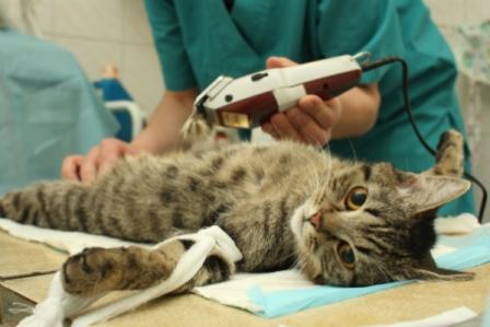 Перелом лапы у кошки - симптомы и лечение | Берлога